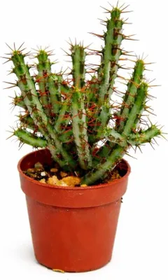 Obrázok produktu pre Euphorbia aeruginosa - ostrica - malá rastlina v kvetiná?i 5,5 cm