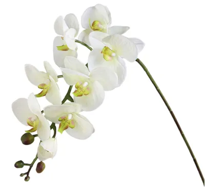 Produktbild von Dekorative weiße Orchidee, Höhe 100 cm