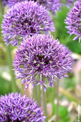Image de Allium 'Jackpot' (Multi-bulbe) / Ail d'ornement violet