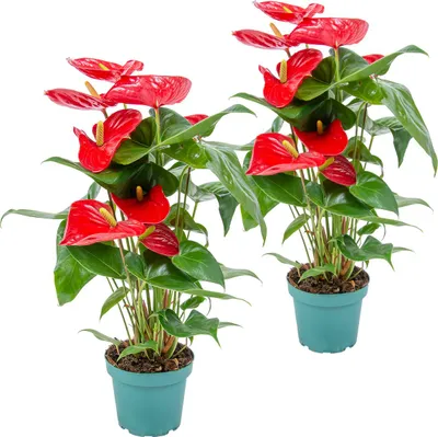 Produktbild von Bloomique - 2er Set - Anthurium Andreanum - Rot - Flamingoblume - Blühende Zimmerpflanzen - Pflegeleicht - Höhe 30-40 cm - Topf 12 cm