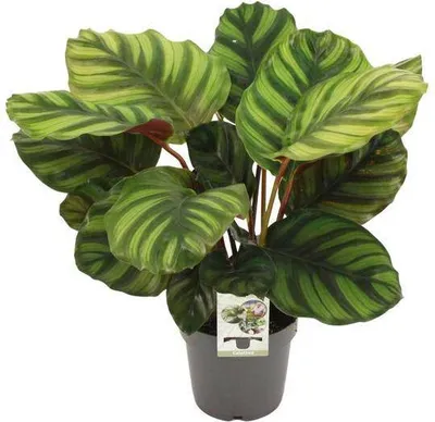 Produktbild von Calathea fasciata Korbmarante Zimmerpflanze Ø14cm Höhe 50cm Exotische Deko Büro