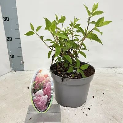 Image de Hydrangea pan. Vanille-Fraise® ('Renhy'PBR) - Hortensia | 25-30 cm en pot