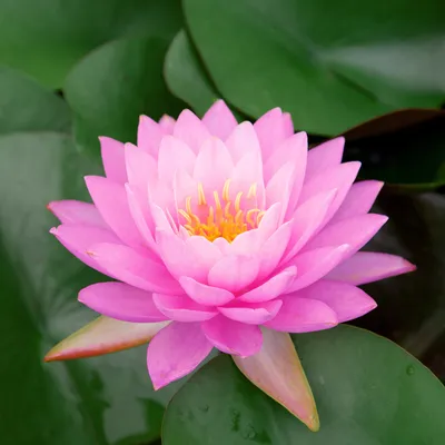Produktbild von Lawana Seerose Nymphaea Fabiola Rosa - in Kokosfasern vorgewachsene Seerose