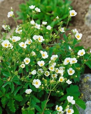 Produktbild von Potentilla rupestris, Fingerkraut, weiß, ca. 9x9 cm Topf