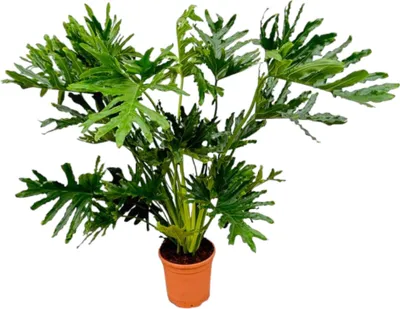 Imagen del producto de Philodendron Selloum - "Amigo de los árboles" - purificador de aire y de fácil cuidado - maceta de 24 cm - altura de aproximadamente 100 cm