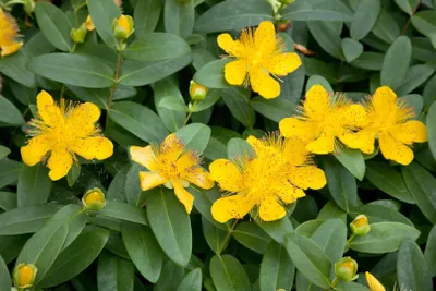 Produktbild von Hypericum calycinum, Johanniskraut, gelb, ca. 9x9 cm Topf