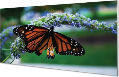 Produktbild von Glasbilder 140x70 Wandkunst Schmetterling auf einer Blume