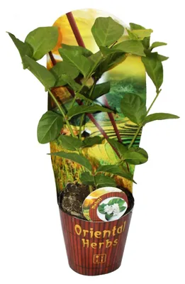 Produktbild von Arabischer Jasmin - Jasminum sambac - 12cm Topf