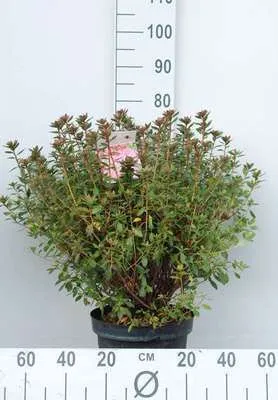 Image de Azalea japonica Orange - Azalée japonaise 50-60 cm - Conteneur