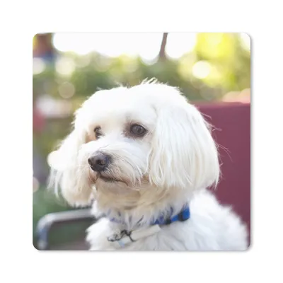 Produktbild von MuchoWow® Mauspad Mousepad Niedlicher Malteser Hund 20x20 cm - Mousepads - Maus Mat - Pad - Mausunterlage - Desk Mat - Bureauartikeln