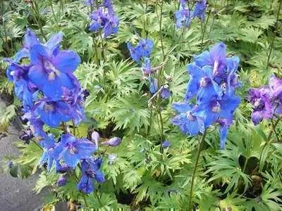 Immagine prodotto di 6 x Delphinium (b) 'Piccolo' - Delphinium - Vaso 9 x 9 cm
