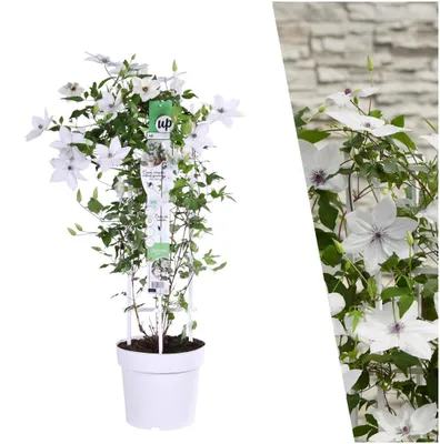 Image de Plants by Frank | 1 Clématite | Clematis Garland Tsukiko | Vivace Rustique | Clématite | Plante Grimpante | Plante de Jardin