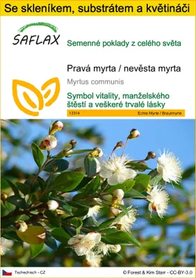 Obrázek produktu pro SAFLAX Kultivační sada - Pravá myrta / nevěsta myrta - Myrtus communis - 30 Semena - S mini skleníkem, pěstebním substrátem a 2 květináči