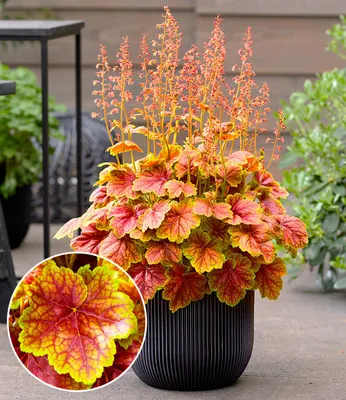 Produktbild von BALDUR Garten 1x Heuchera 'Eternal Flame', Pflanze im 9x9 cm-Topf, monatelanges Farbspektakel im Garten, für Beet und Kübel, pflegeleicht und robust, winterhart