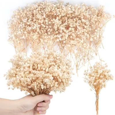 200 getrocknete Mini-Schleierkrautblüten, 15 cm, Beige, Naturdeko