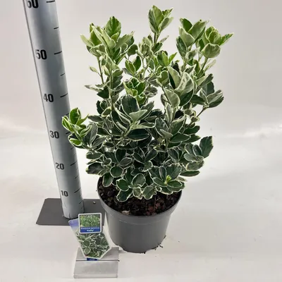 Image de Euonymus jap. 'Kathy' - fusain | 40-50 cm en pot