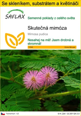 Obrázek produktu pro SAFLAX Kultivační sada - Skutečná mimóza - Mimosa pudica - 70 Semena - S mini skleníkem, pěstebním substrátem a 2 květináči