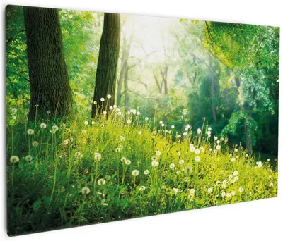 Produktbild von Wallario Premium Leinwandbild Pusteblumen im Wald mit einfallenden Sonnenstrahlen in Größe 60 x 90 cm