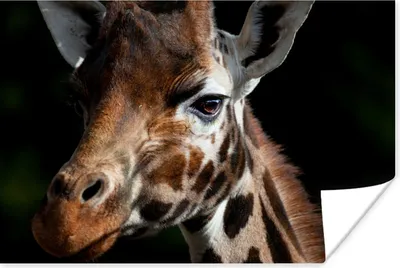 Produktbild von MuchoWow® Poster Giraffe - Leicht - Schwarz 120x80 cm - Bilder