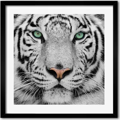 Produktbild von Bild - 50 cm x 50 cm - MDF - Rahmen, Wandkunst - Weißer Tiger