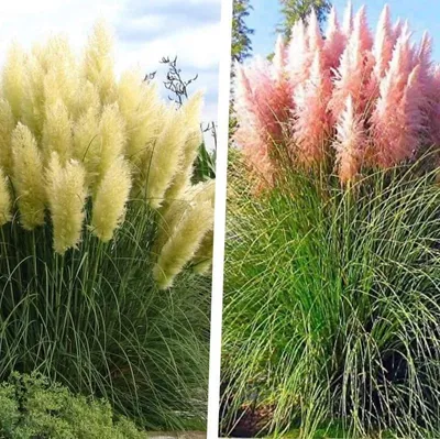 Produktbild von Stauden Gänge 2 x Cortaderia selloana im XXL Topf - Weißes und Rosa Pampasgras - Strahlendes Weiß und sanftes Rosé im perfekten Duo - Winterhart