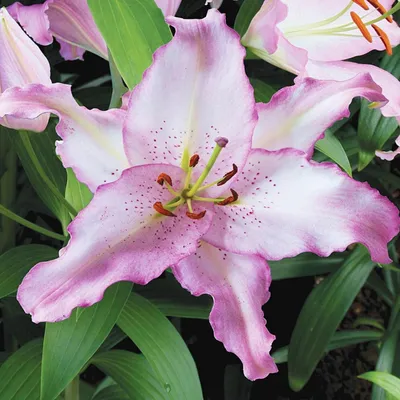 Produktbild von Lilien Blumenzwiebeln Zwiebeln Blumen Orientalische Lilie Brasilia 1 St.
