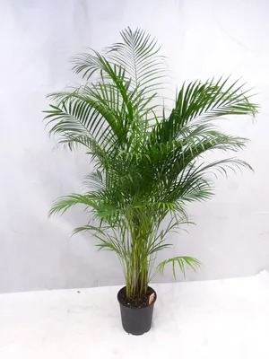 Produktbild von [Palmenlager] XL Goldfruchtpalme 160-180 cm - Areca Palme // Zimmerpflanze Zimmerpalme