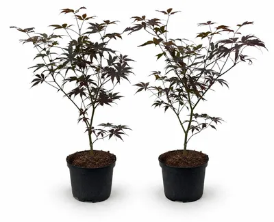 Immagine prodotto di Acer palmatum "Bloodgood" - acero giapponese a foglie di ventaglio - deciduo - vaso da 19 cm - altezza 70 cm - set da 2 - colore rosso scuro