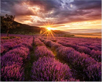 Produktbild von Wallario Poster - Lavendelfeld bei Sonnenuntergang - Sonnenstrahlen, Kunstdruck Größe: 40 x 50 cm