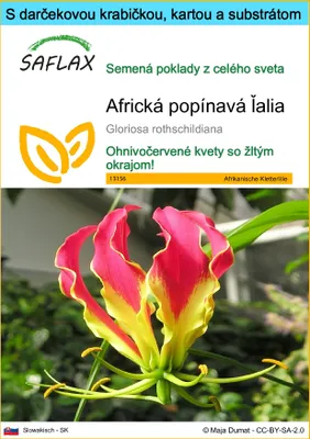 Obrázok produktu pre SAFLAX Darčeková sada - Africká popínavá ľalia - Gloriosa rothschildiana - 15 Semená - S darčekovou krabičkou, prepravným štítkom, darčekovou kartou a pestovateľským médiom
