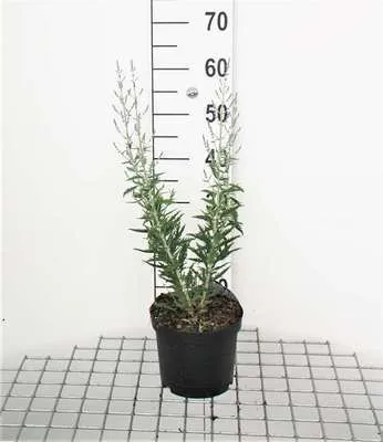 Obrázok produktu pre Perovskia atripl. 'Lacey Blue'® ('lislitt'®) - Blauraute 30- 40 cm - Kontajner