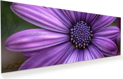 Produktbild von Glasbild 125x50cm in XXL für Wohnzimmer, Schlafzimmer Motiv Blume Nahaufnahme