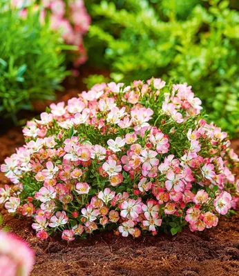 Produktbild von BALDUR Garten 3x Alpin-Rose Cutie Pie®, Pflanzen im 9x9 cm-Topf, winterhart, wintergrün, kleine, stark duftende Rose, niedrig und kompakt, blühend, bienenfreundlich, rosa