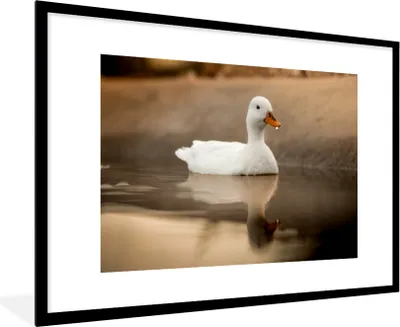 Produktbild von MuchoWow® Gerahmtes Poster Ente - Vogel - Wasser - Weiß 90x60 cm - Poster mit Schwarzem Bilderrahmen Wandposter Rahmen Foto Bilder - Wanddekoration - Fotos