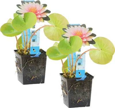 Zdjęcie produktu dla Bloomique - Zestaw 2 szt. - Nymphaea Wilfron Gonnere - Grzybienie wodne - Różowe - Rośliny do oczek wodnych - Rośliny wodne - Odporne na zimę - Wysokość 10-20 cm - Doniczka 11 cm