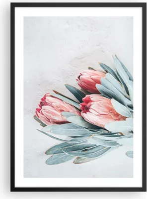 Produktbild von Gerahmtes Poster - Schwarzer Rahmen - Blume Eukalyptus Australier - 50x70 cm - Wand Bild - Wanddeko - Wandbilder - Kunstposter - Wandposter - Bilderrahmen - Bilder - Kunstdruck - P2BPA50x70-5016