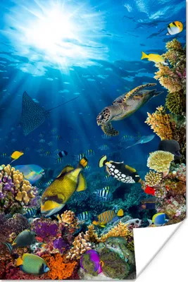 Produktbild von MuchoWow® Poster Meerestiere - Fische - Wasser 40x60 cm - Plakate für die Wand - Poster Babyzimmer