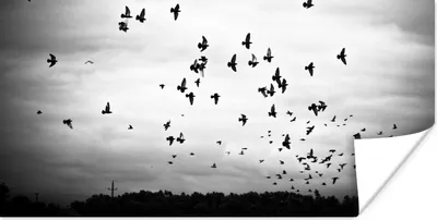 Produktbild von MuchoWow® Poster Tiere - Vögel - Wolken - Schwarz - Weiß 40x20 cm - Poster für die Wand - Poster Schlafzimmer