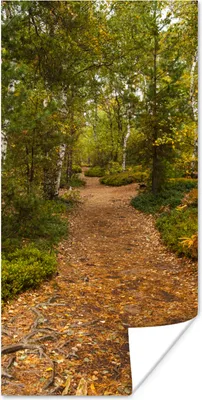 Produktbild von MuchoWow® Poster Wald - Weg - Herbst - Laub 60x120 cm - Wandschmuck