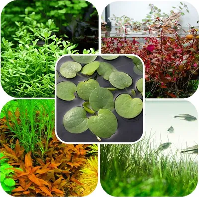 Zdjęcie produktu dla Eco Plant Easy Set 4+1 - zestaw roślin łatwych w hodowli Eco Plant