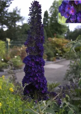 Produktbild von Buddleja davidii Black Knight - Schmetterlingsstrauch - 60-100