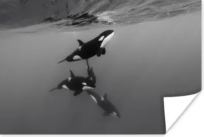 Produktbild von MuchoWow® Poster Orca - Wasser - Schwarz - Weiß 120x80 cm - Bilder