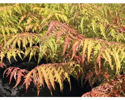 Obrázek produktu pro Škumpa orobincová FloraSelf Rhus typhina 'Tiger Eyes' výška 40-60 cm květináč 6 l