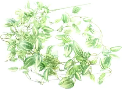 Produktbild von GASPER Tradescantienranke Grün & Weiß 102 cm - Kunstpflanzen