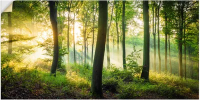 Produktbild von ARTland Wandbild, selbstklebend Herbst im Wald II Größe: 60x30 cm