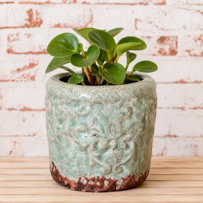 Produktbild von AltoBelli Blumentopf SIRMIONE Terracotta Antik Beige 13x12 cm