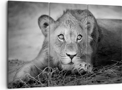Produktbild von Bild auf Leinwand - Leinwandbild - 3 Teile - Löwe asiatisch Porträt - 105x70cm - Wand Bild - Wanddeko - Wandbilder - Leinwanddruck - Bilder - Wanddekoration - Leinwand bilder - CE105x70-4840