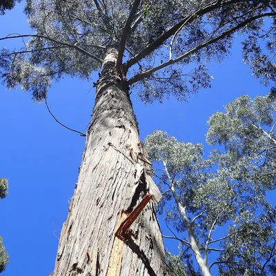 Immagine prodotto di Frassino alpino (Eucalyptus delegatensis)  - 1 porzione di semi