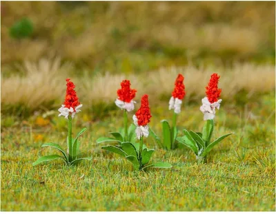 Produktbild von Faller H0 Nutzpflanzen und Blumen Sets 1:87, Modellbau:181267 32 Orchideenprimeln
