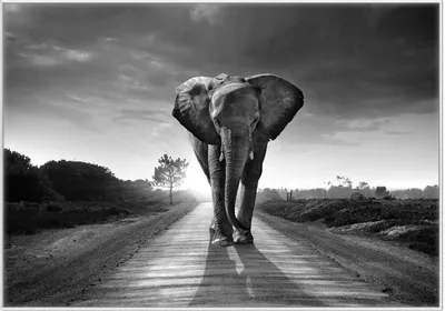 Produktbild von Wallario Wandbild Elefant bei Sonnenaufgang in Afrika schwarzweiß, Größe: 70,30 x 100,30 cm, Poster mit weißem Kunststoffrahmen